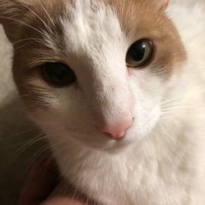 Meet your Posher, Cess